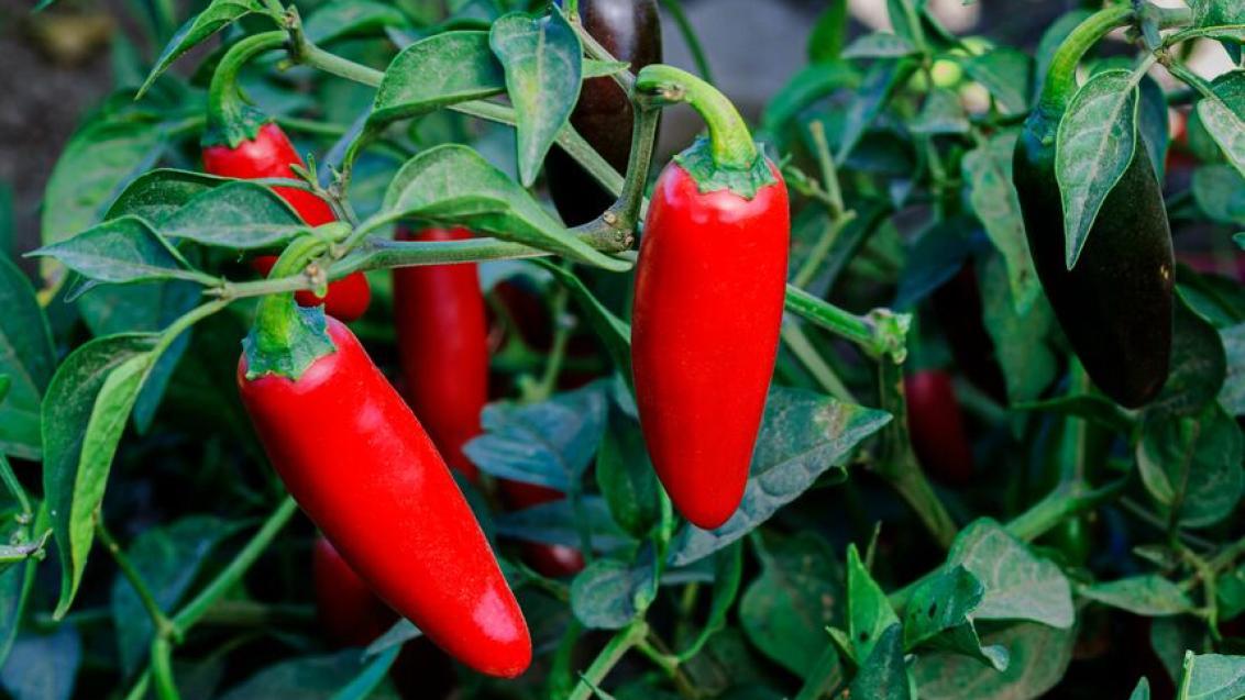 Chiles