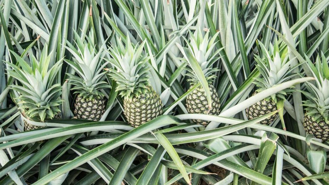 Piña
