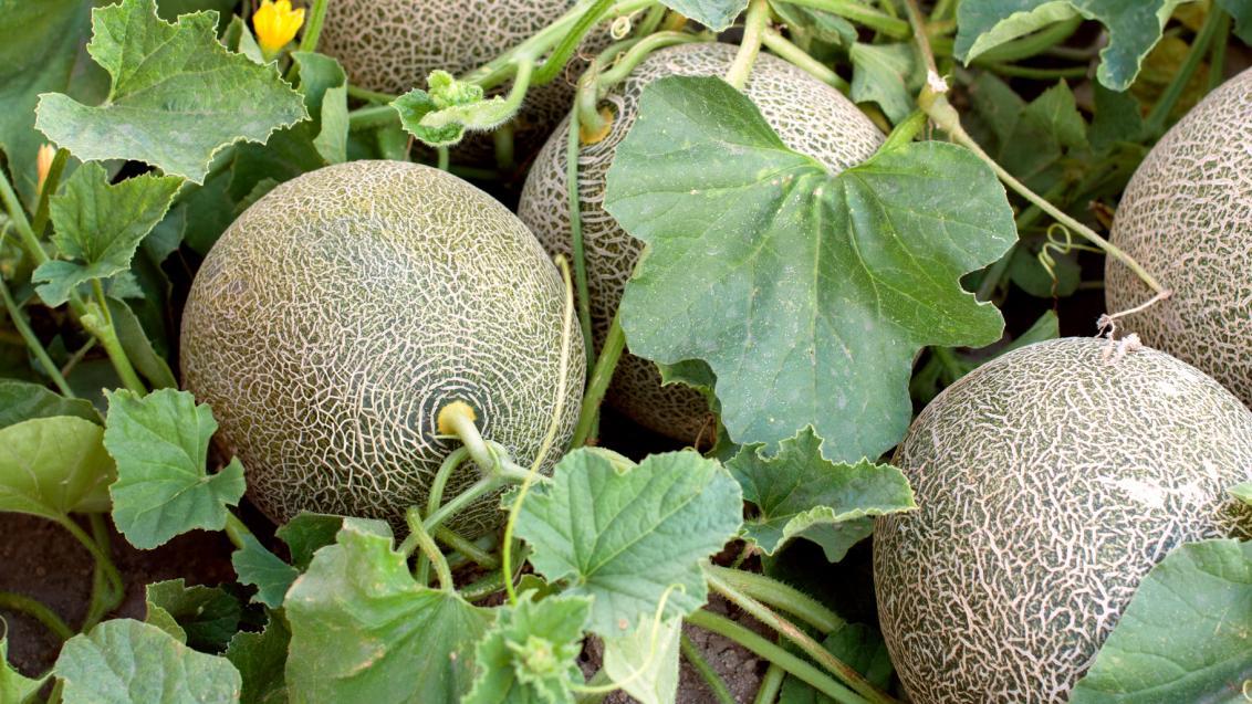 Melón