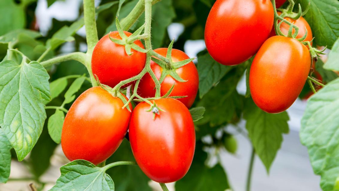 Tomate