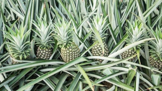 Piña