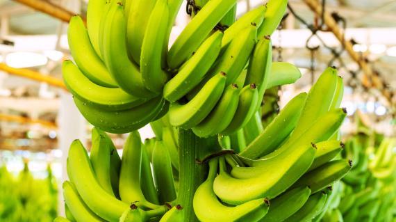banano.jpg